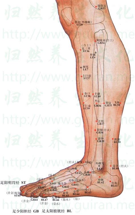 讀鼻穴|犢鼻穴位置 